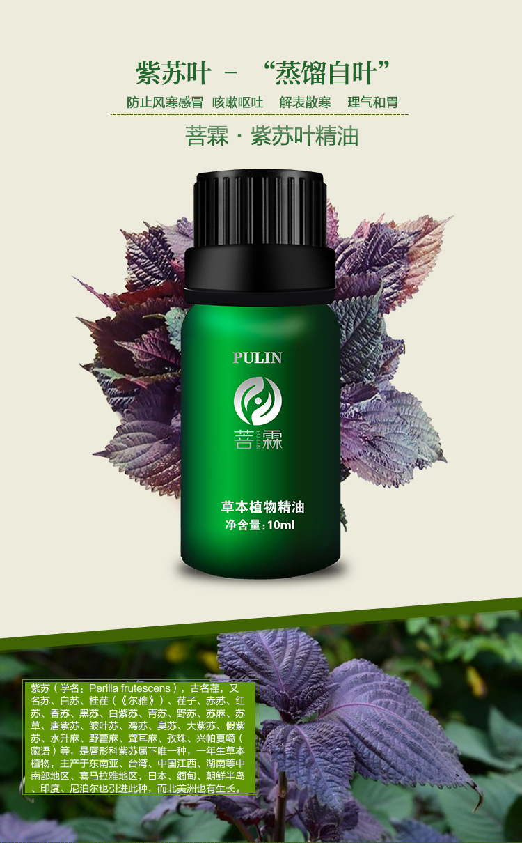 紫苏叶精油 - 湖北中朴生物科技有限公司